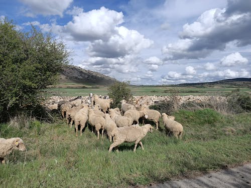 羊, 羊群 的 免费素材图片