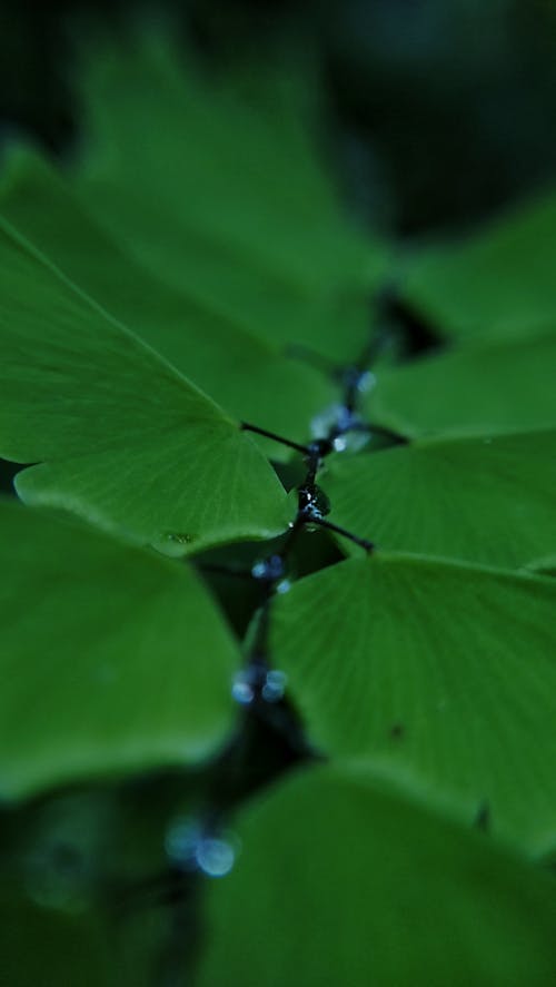 Foto profissional grátis de depois da chuva, folhas verdes escuras, natureza