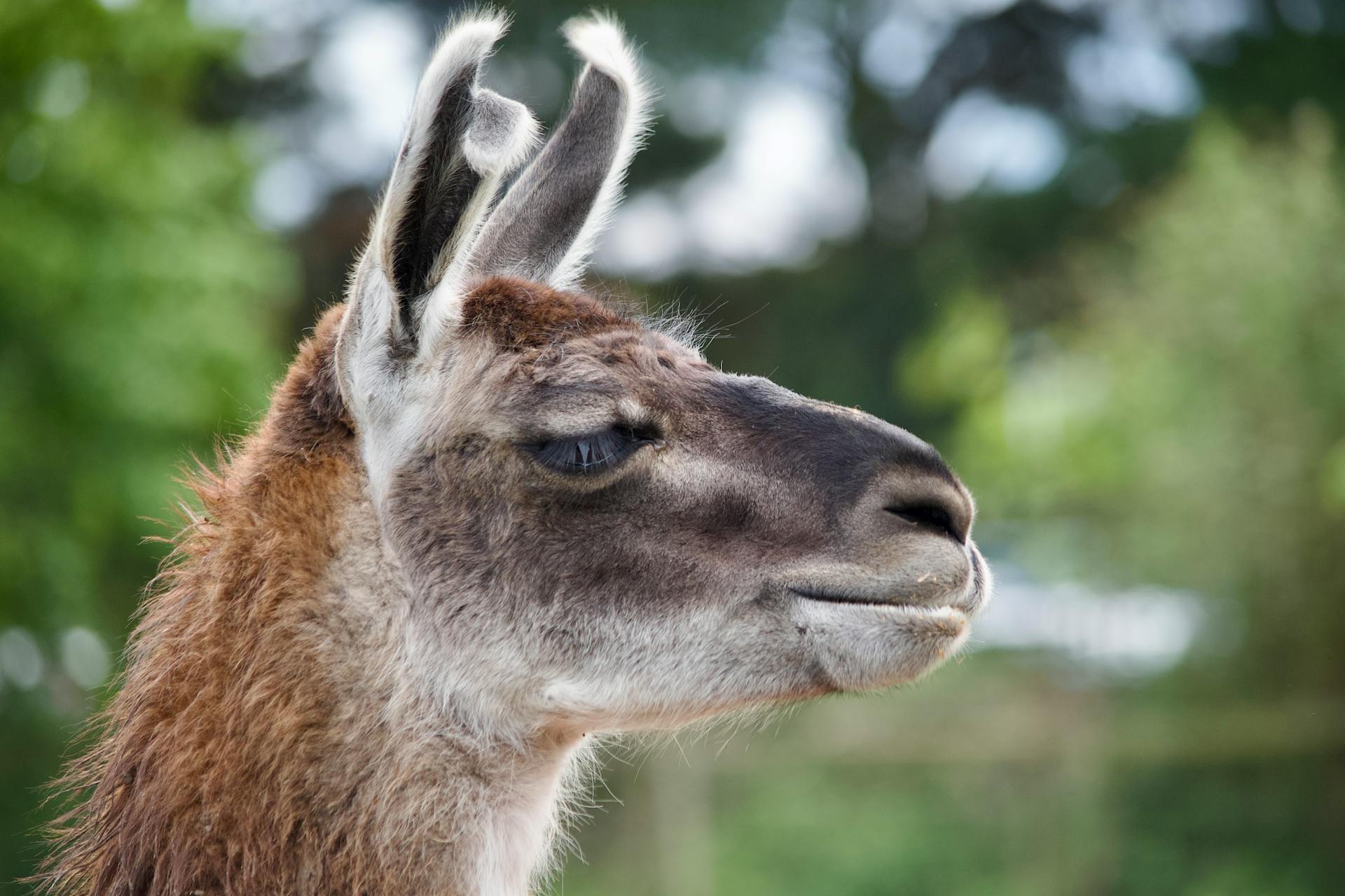 Profile shot of a llama in London, showcasing its natural beauty and serene expression.