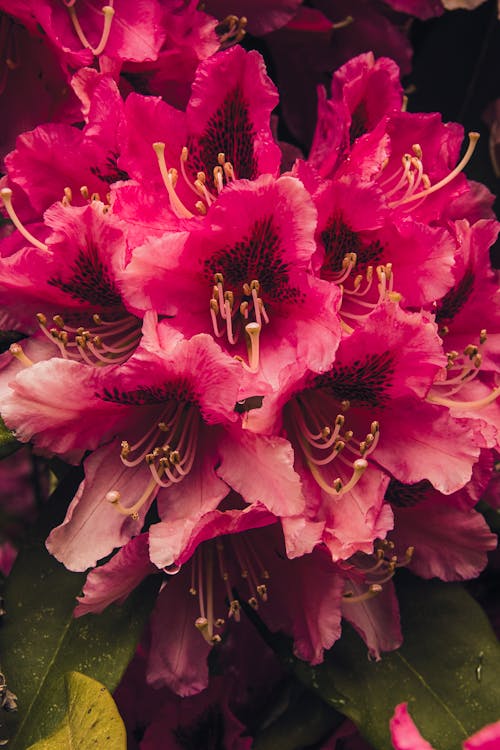 Fotos de stock gratuitas de flor, floración, flores