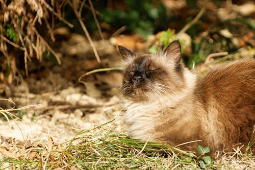 A cat laying in the grass with its eyes closed