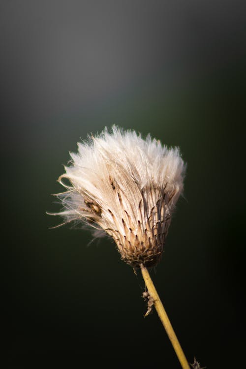 A close up of a dried flower with a black background