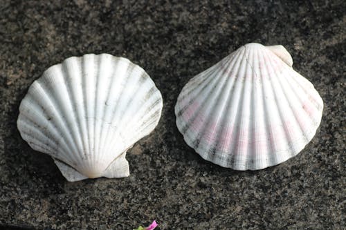 Shells