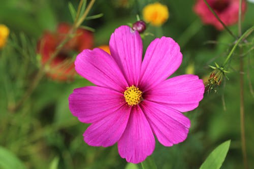 Gratis stockfoto met paarse bloem