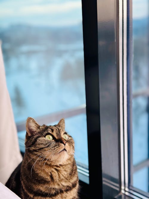 A cat looking out the window
