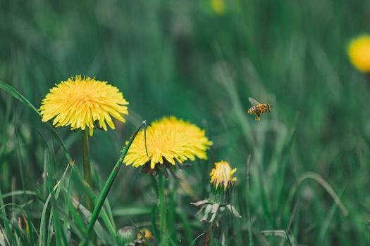Close-up of dandelions and bee in a lush green meadow during spring.