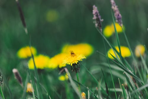 A bee on a yellow flower in a field