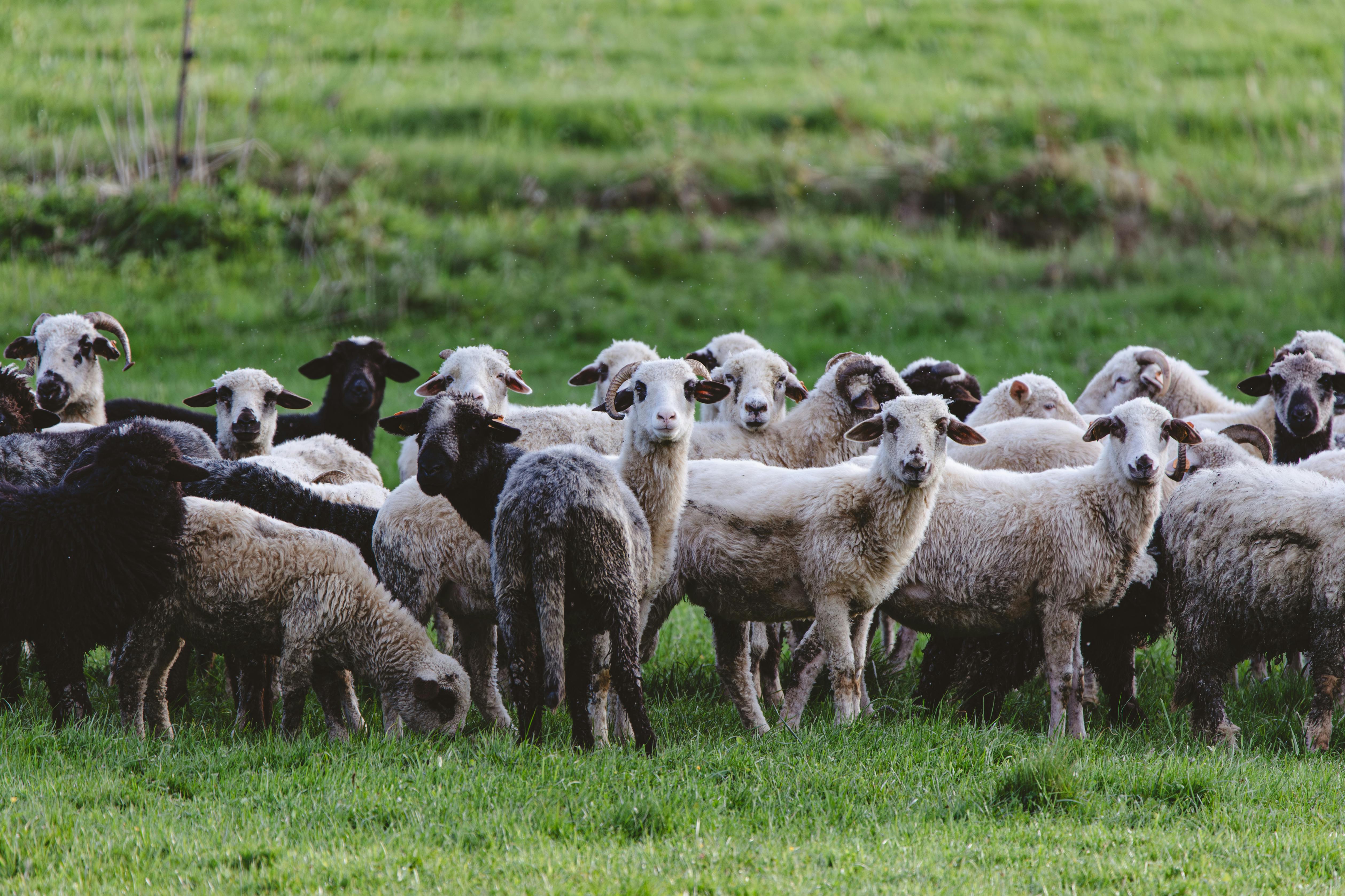 Urbandale amends contract with Flock camera company to improve data transparency — Photo by Aliaksei Semirski on Pexels