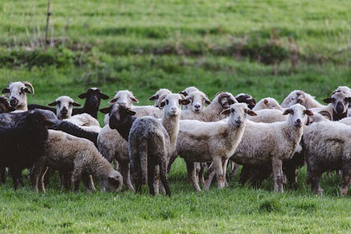 Free stock photo of baby sheep, field, grass