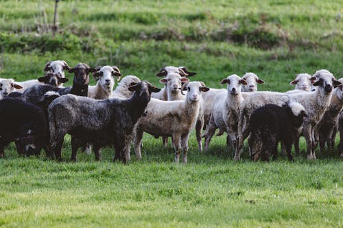 Free stock photo of baby sheep, field, grass