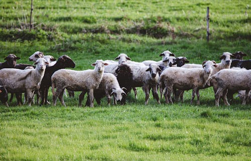 A herd of sheep standing in a field