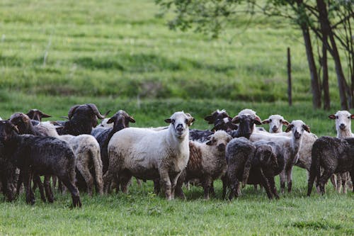 A herd of sheep standing in a grassy field