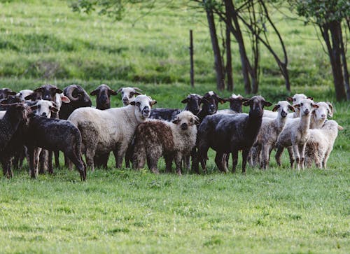 A herd of sheep standing in a field