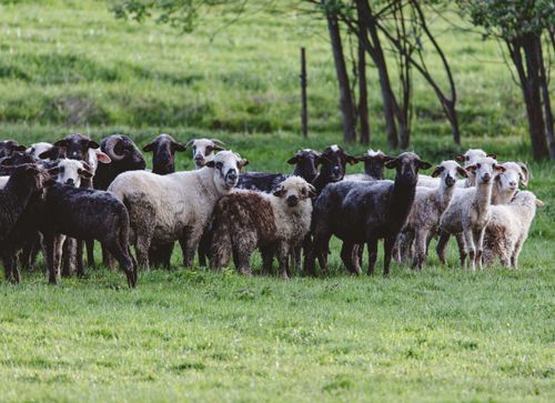 Free A group of sheep standing in a lush green meadow, perfect for rural life representation. Stock Photo