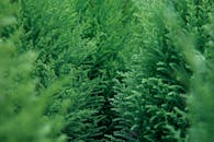 特写镜头下，浓郁的绿色常绿树叶展现了自然的纹理和郁郁葱葱的活力