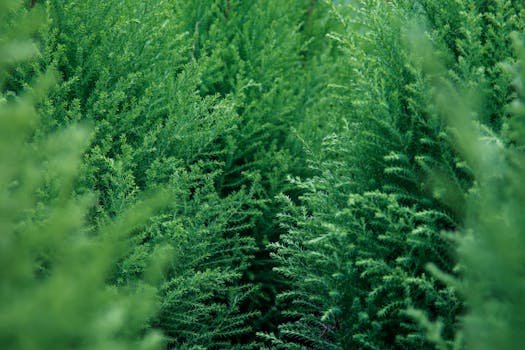 特写镜头下，浓郁的绿色常绿树叶展现了自然的纹理和郁郁葱葱的活力