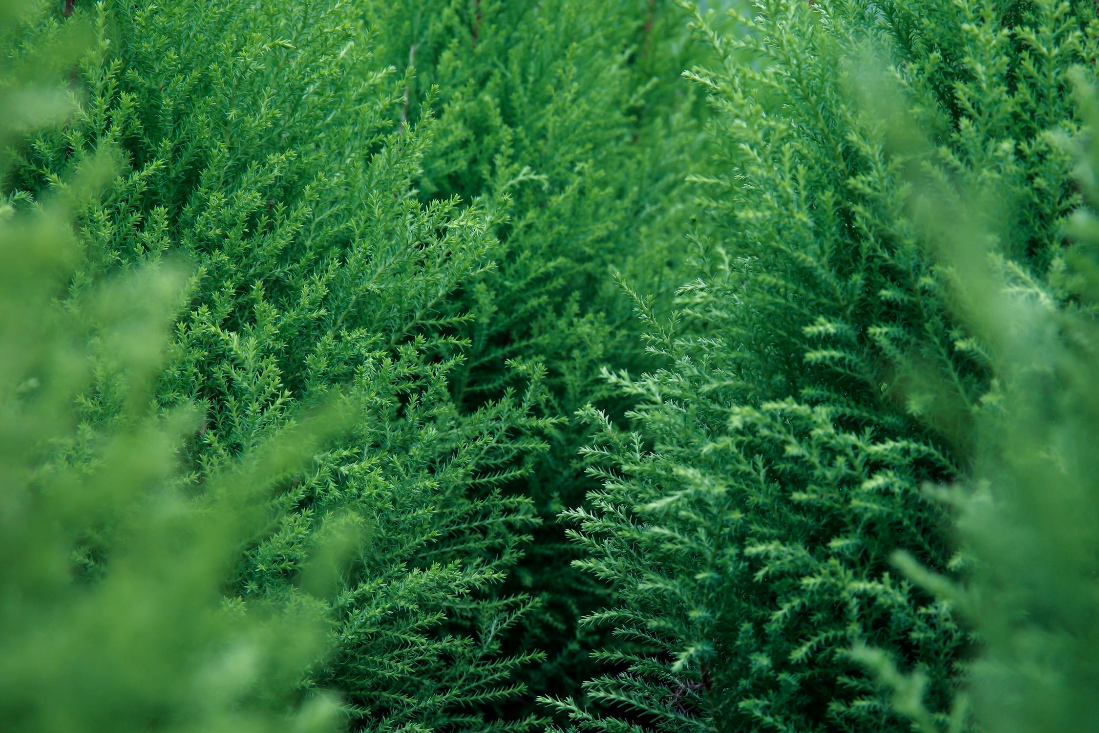 Leland Cypress Plant