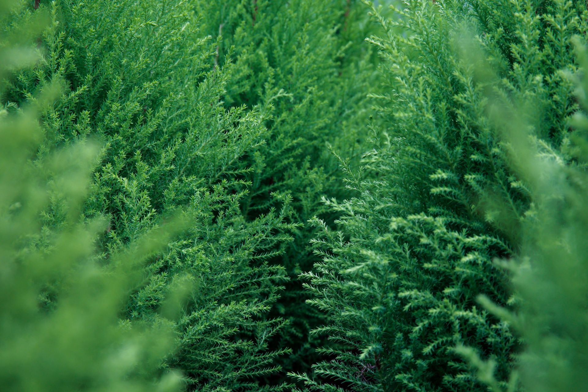 Leland Cypress Plants