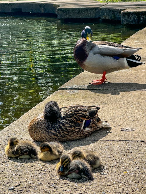 Foto stok gratis alam, bayi, bebek