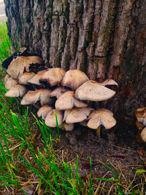 Free stock photo of forest mushroom, mushroom, mushrooms