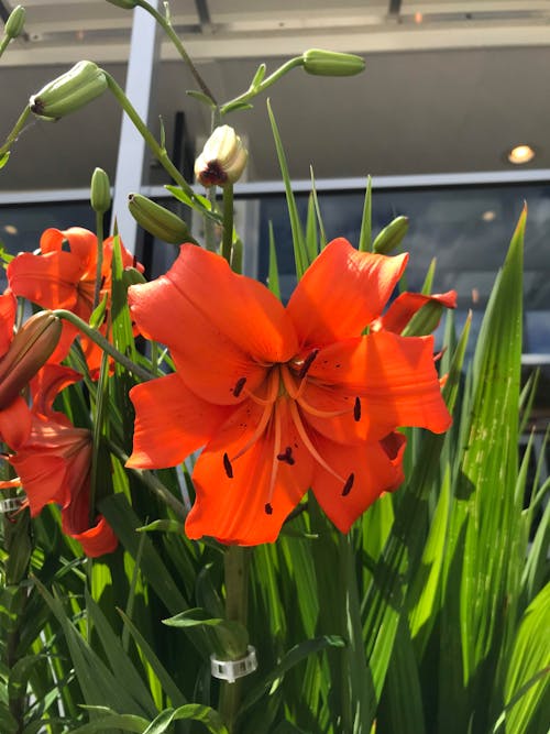 Foto profissional grátis de de flores, flor, flor alaranjada