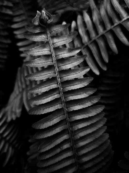 Black and White Photo of a Plant