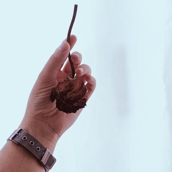 手持干玫瑰的手部特写，背景柔和，突出简约与美丽