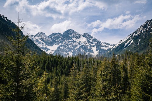 Бесплатное стоковое фото с Альпийский, варварский, вечнозеленый