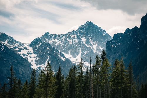 Free Scenic view of snowcapped mountains and lush pine forest under overcast sky. Stock Photo