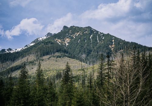 Free A beautiful view of a snow-capped mountain with evergreen trees in a serene setting. Stock Photo
