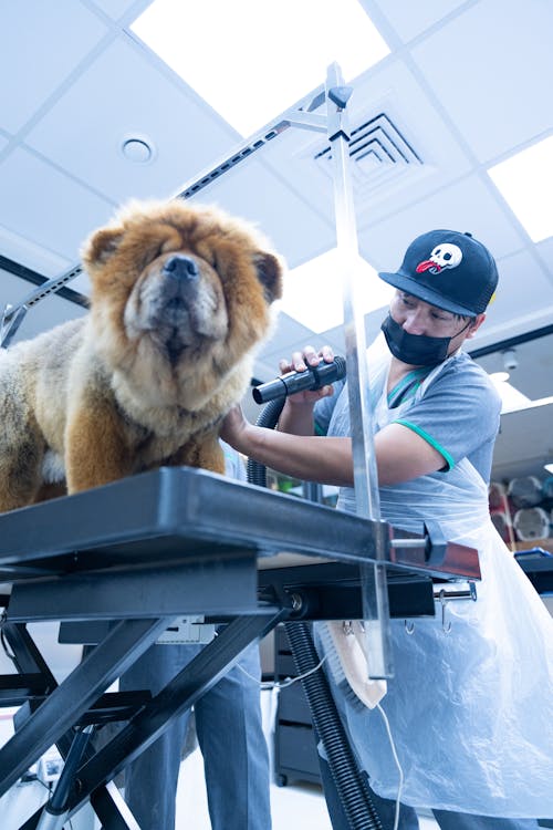 A man is cutting the hair of a dog