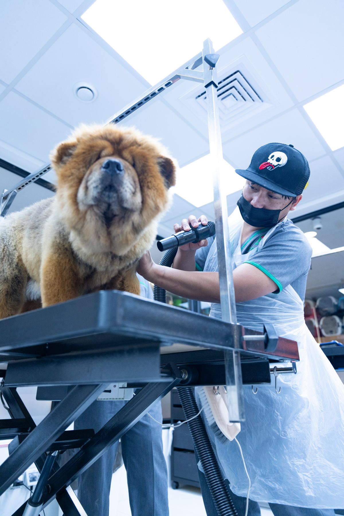 Groomer đang kiểm tra và chăm sóc bộ lông chó Chow Chow trên bàn grooming tại pet salon
