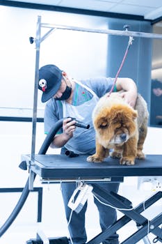 Chow Chow dog being professionally groomed at a vet clinic with a cap-wearing attendant.