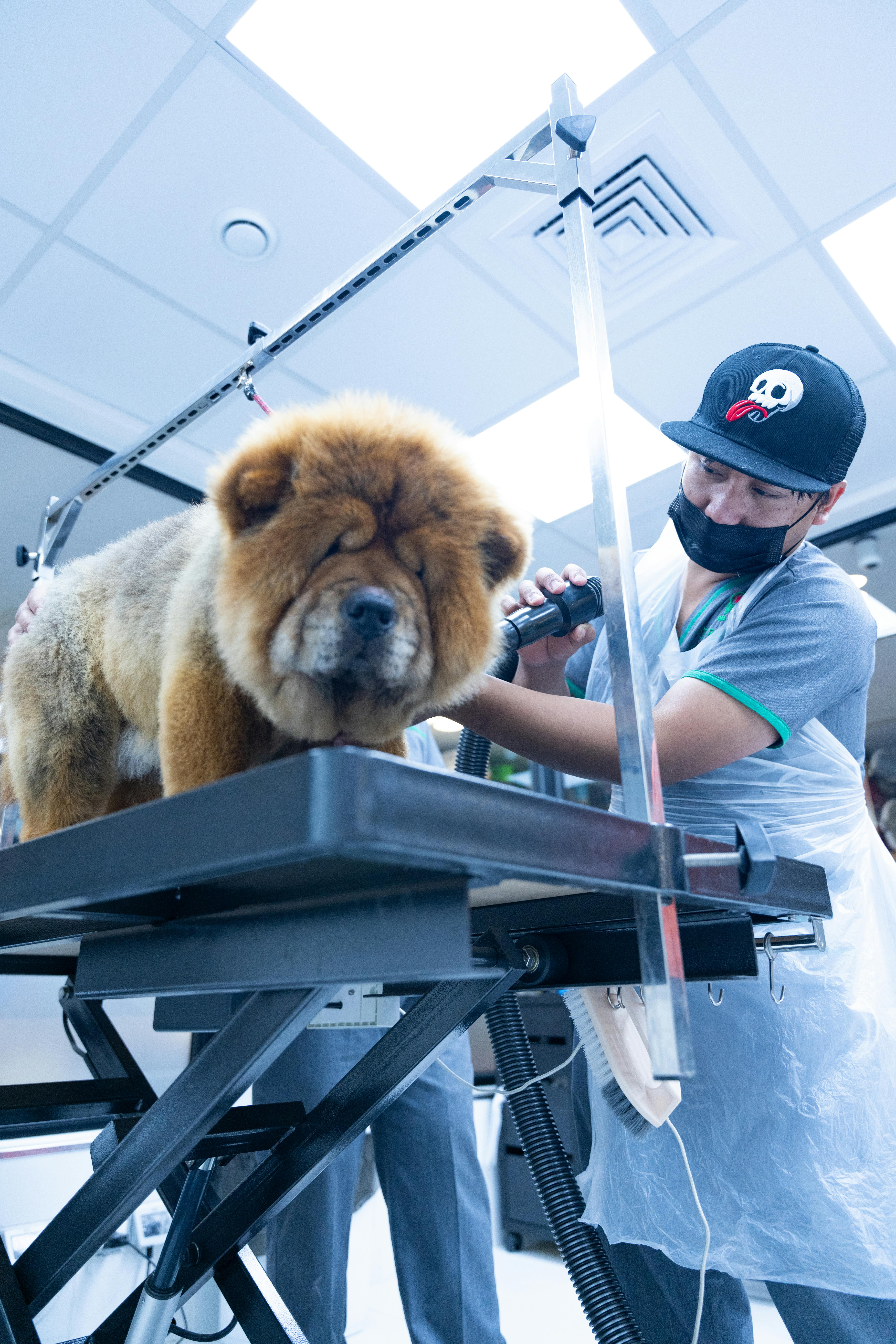A Chow Chow dog receiving grooming and care at a veterinary clinic by a masked groomer.