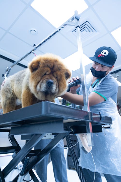 A dog being groomed by a man in a salon