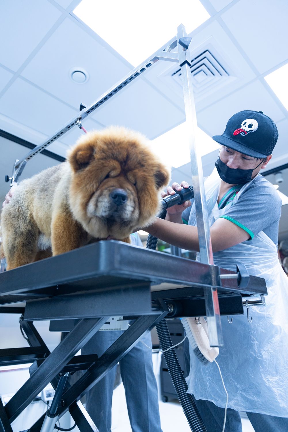 Noah's Barks and Purrs