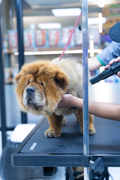 A dog being groomed at a pet store