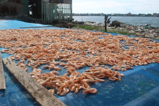 Sun-dried shrimps on a blue mat by the water in Kampot, Cambodia.