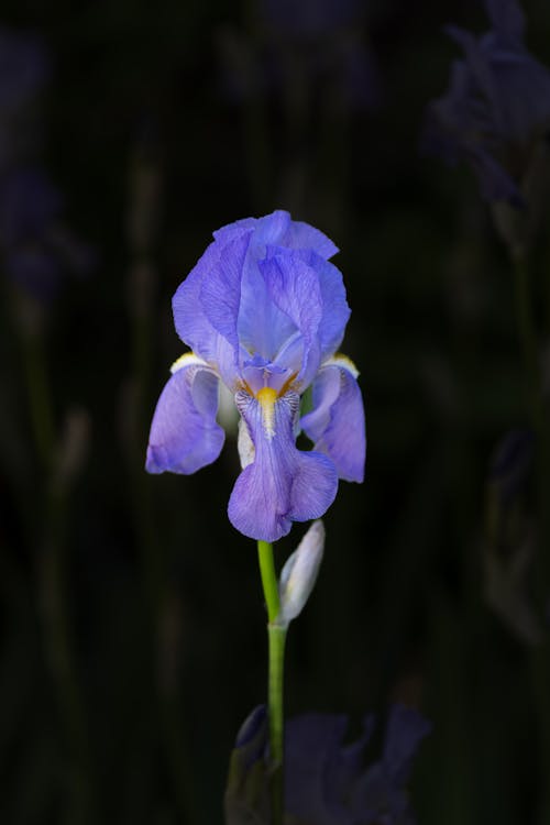 A single purple iris flower is shown in the dark