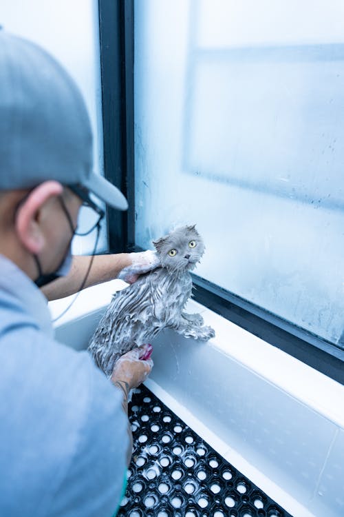 Man Cleaning a Cat