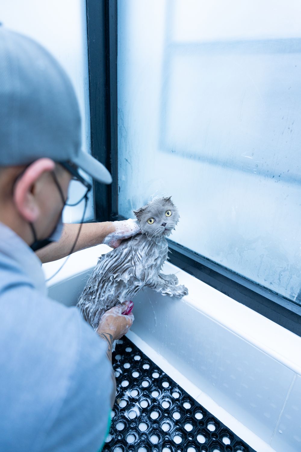 Mèo đang được groomer tắm tại pet salon