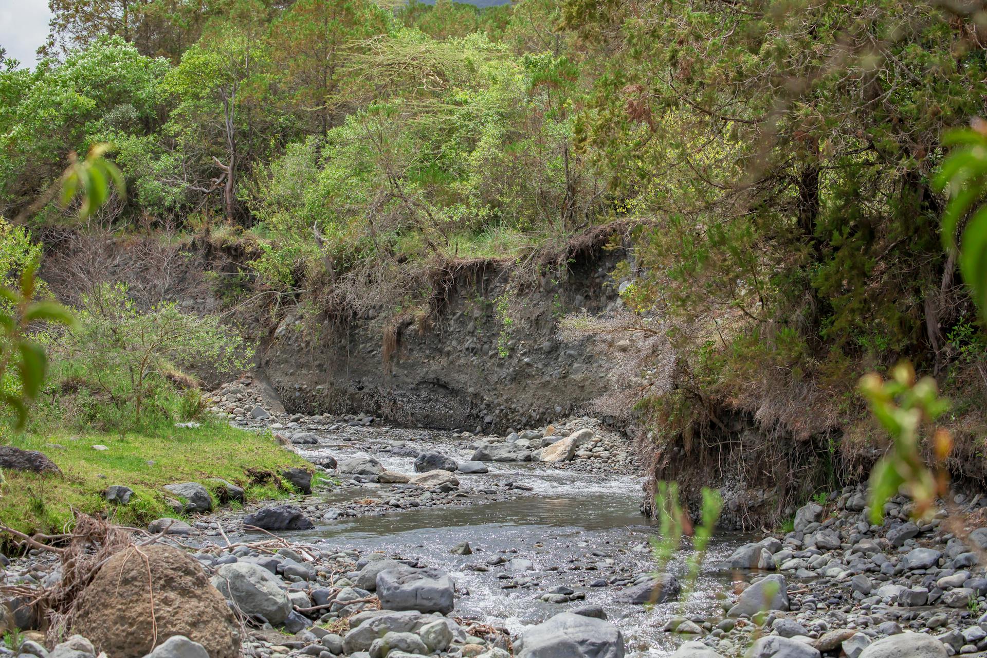 Tranquil forest stream flowing through rocky banks amidst lush greenery, capturing the essence of nature.