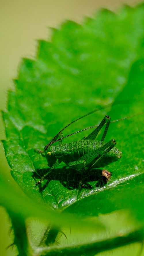 Free Detailed shot of a grasshopper on a green leaf, showcasing texture and color in an outdoor setting. Stock Photo