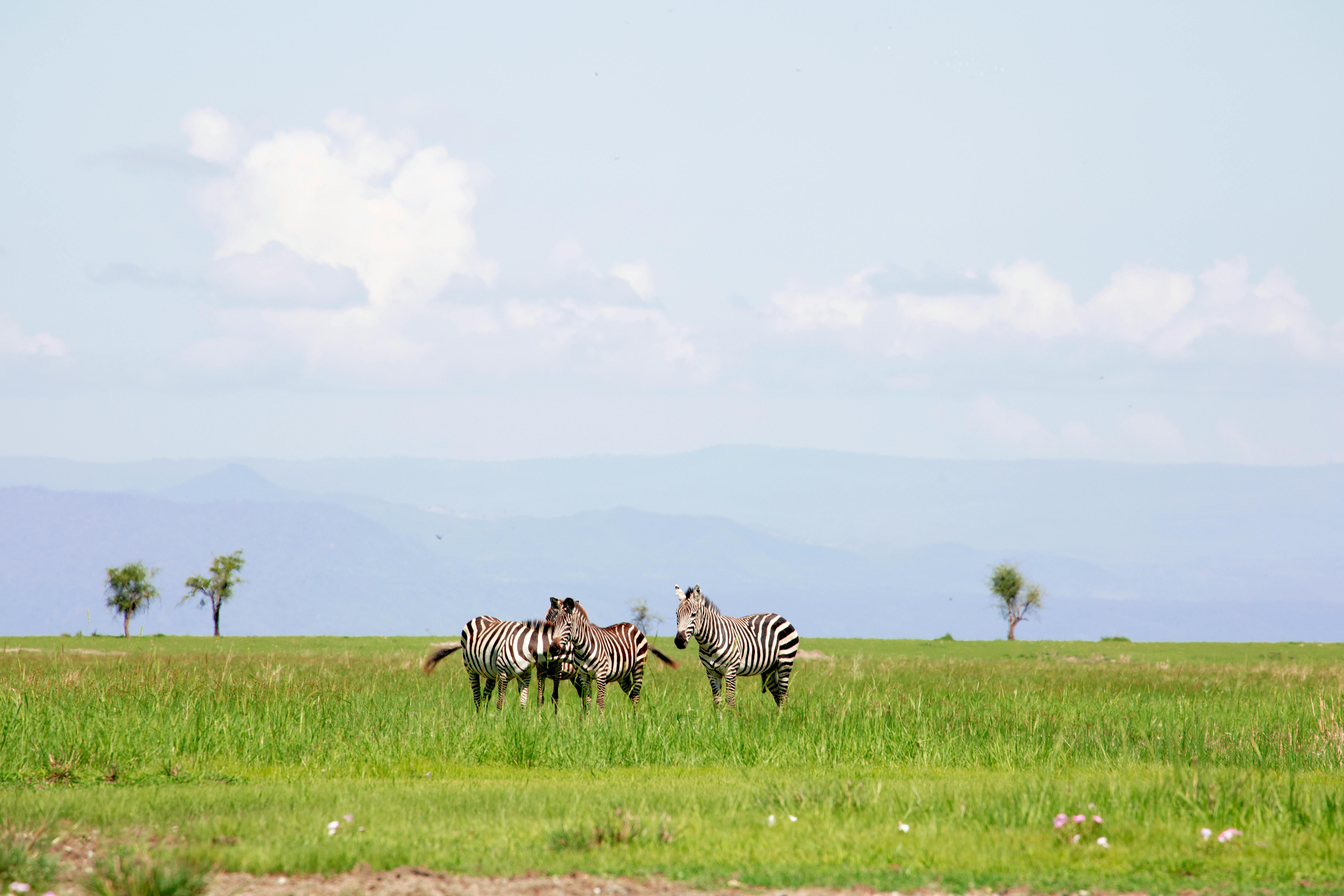 Image : When to Go Wild in Kenya: Your Month-by-Month Guide to an Unforgettable Safari Adventure