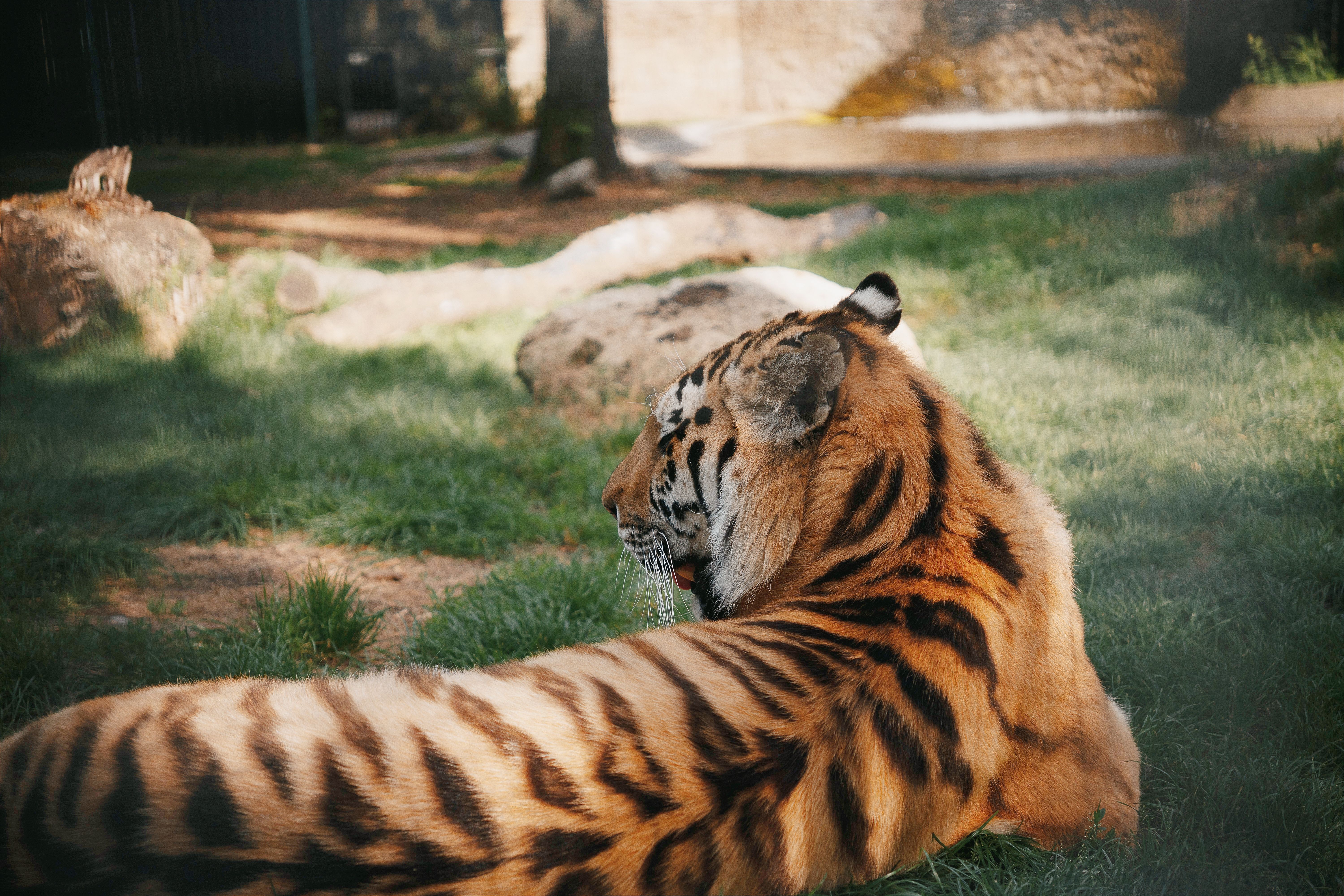 A majestic tiger rests on grass in the Budapest Zoo, showcasing its beautiful stripes and serene pos