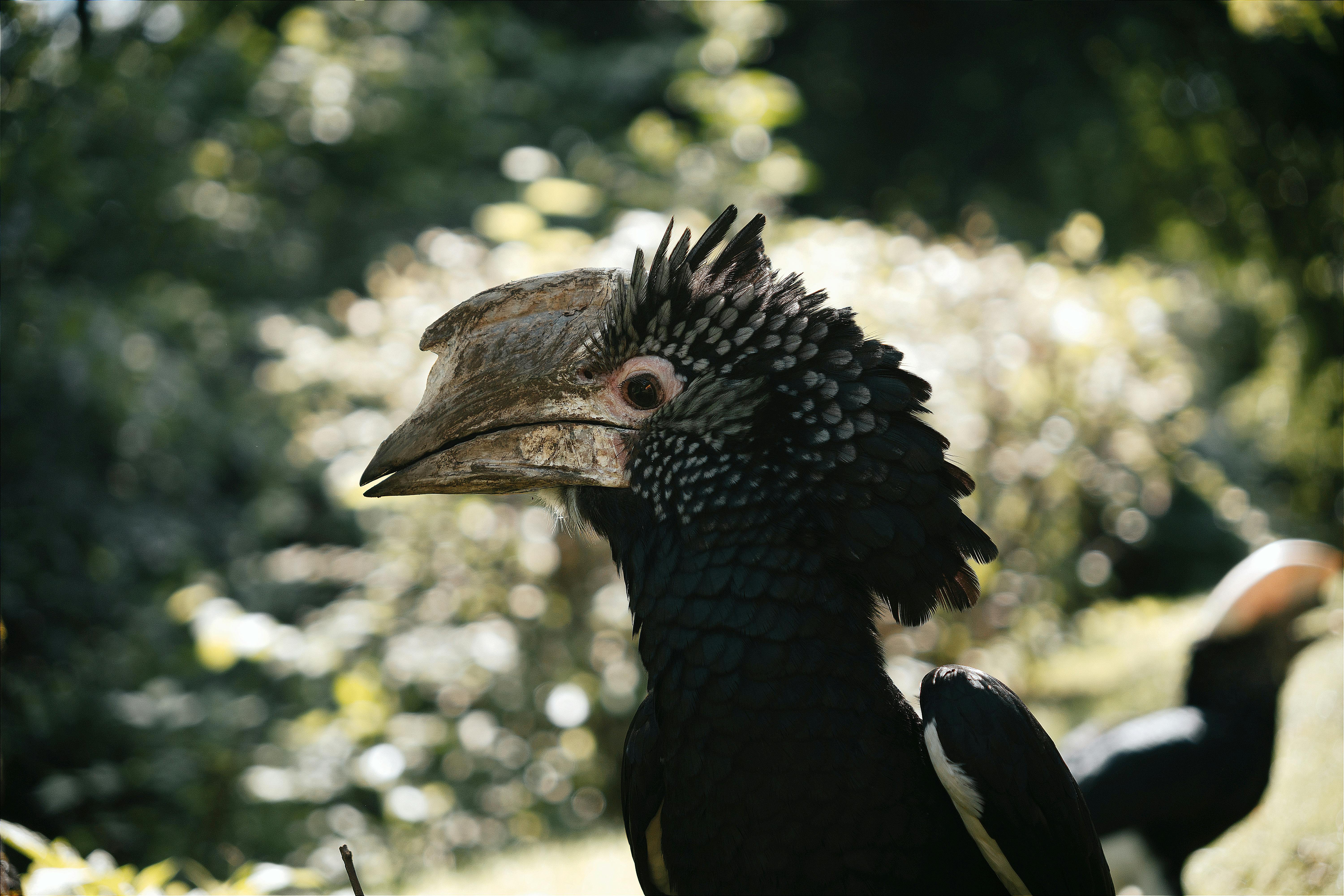 Exotic Essences and Mysteries