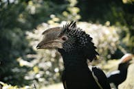 A bird with a black and white head