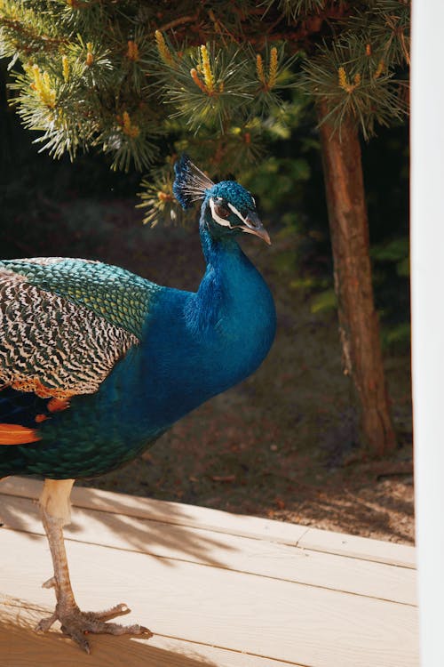 A peacock is standing on a deck