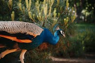A peacock walking through a forest with a tree in the background