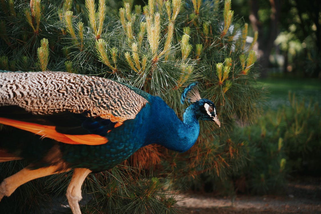 A peacock walking through a forest with a tree in the background